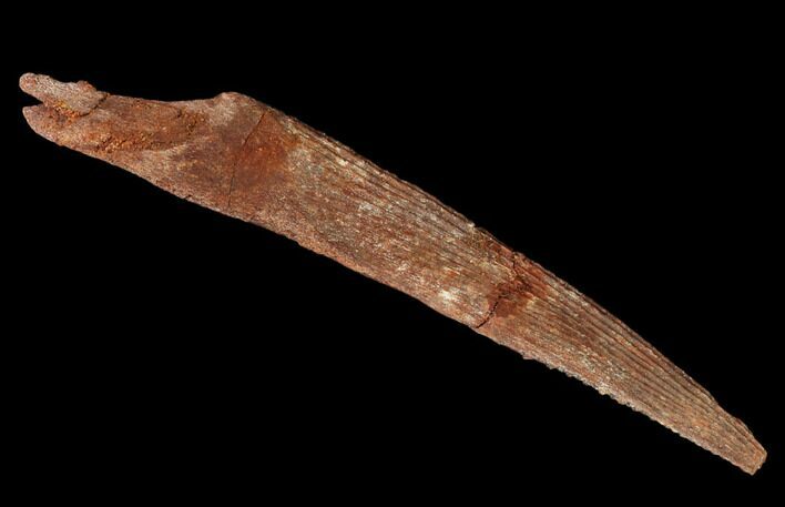 Fossil Shark (Hybodus) Dorsal Spine - Morocco #130369